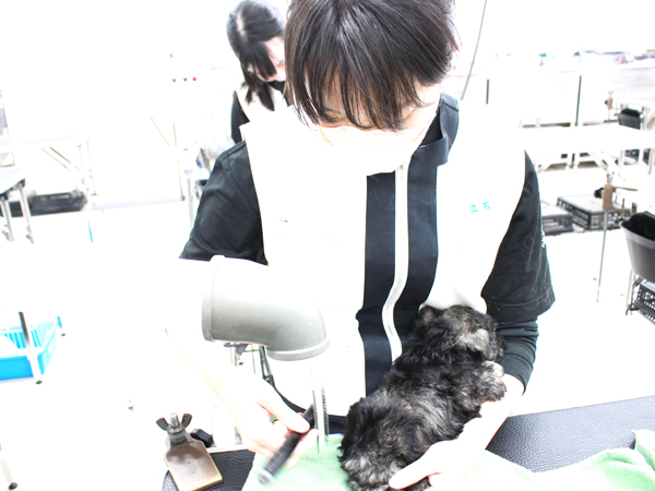 夜間部新2年生、子犬のお手入れ☆☆